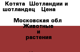 Котята -Шотландии и 1 шотландец › Цена ­ 1 200 - Московская обл. Животные и растения » Кошки   
